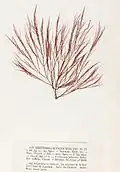Halurus flosculosus, planche de l’herbier des frères Pierre-Louis et Hippolyte-Marie Crouan.