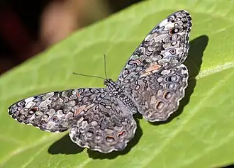 Hamadryas februa