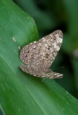 Hamadryas velutina