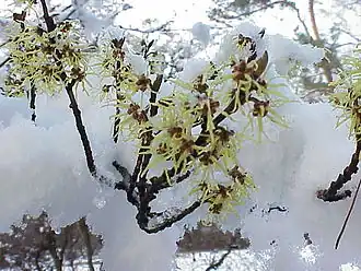 Description de l'image Hamamelis mollis0.jpg.
