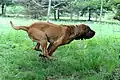Saint Hubert en action.