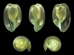 Haminoea hydatis.