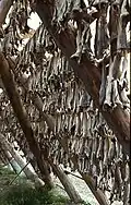 Séchage du poisson.