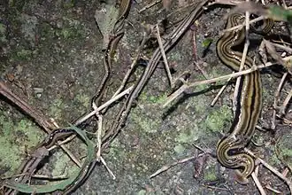 Bipalium kewense