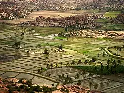 Rizières dans les alentours de Hampi.