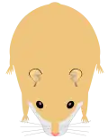 Hamster de Roborovski