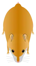 Hamster doré