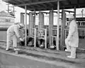 Biologistes de Hanford nourrissant des moutons avec une nourriture radioactive.