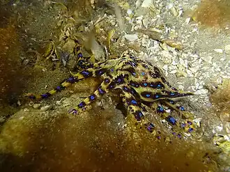 Hapalochlaena maculosa