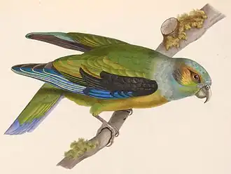 Description de l'image Hapalopsittaca melanotis 1849.jpg.