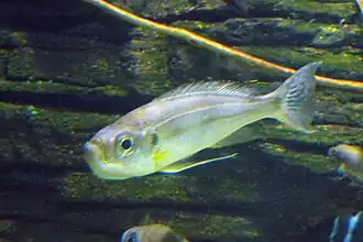 Description de l'image Haplotaxodon microlepis.JPG.