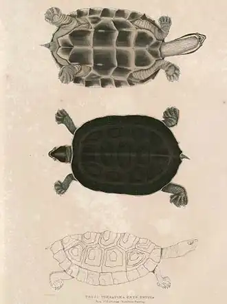 Description de l'image Hardella thurjii Hardwicke.jpg.