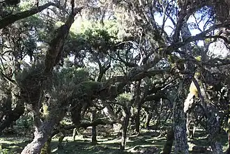 Forêt d'Harenna.