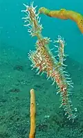 Sulawesi, Indonésie
