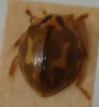 Description de l'image Harmonia antipoda (card mounted).jpg.