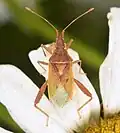 Harmostini : Harmostes reflexulus, espèce nord-américaine.