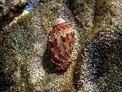 Harpa amouretta