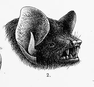 Description de l'image Harpiocephalus harpia.jpg.