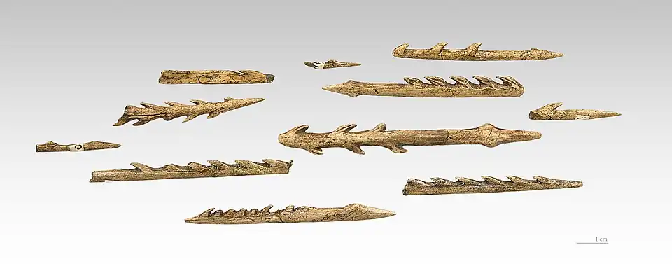 Pointes de harpons en bois de reine datent du paléolithiques, les unes barbées d'un seul côté, les autres des deux côtés.