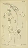 Holothrix scopularia.