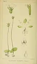 Holothrix mundii.