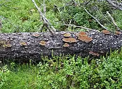 Inonotus leporinus