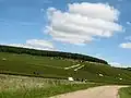 Les vendanges dans le Fourchaume (septembre 2007).
