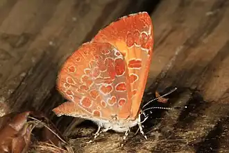 Feniseca tarquinius