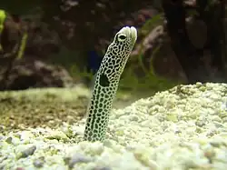 Heteroconger hassi