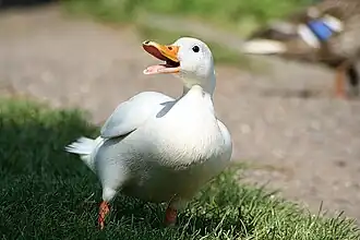 Canard de Pékin