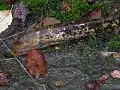Une autre espèce de lamproie (Petromyzon marinus, Petromyzontidae)