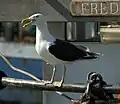 En plumage nuptial, les pattes peuvent être légèrement teintées de jaune