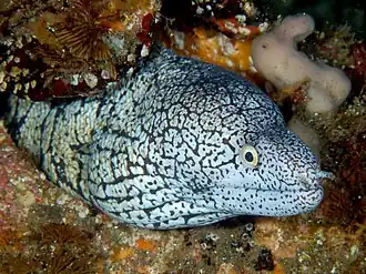 Gymnothorax berndti