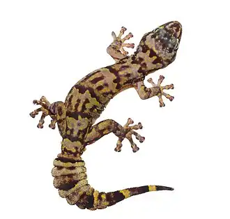 Description de l'image Hawequa Flat Gecko imported from iNaturalist photo 210612437 on 9 January 2023.jpg.