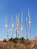 Plantes fleuries dans un champ