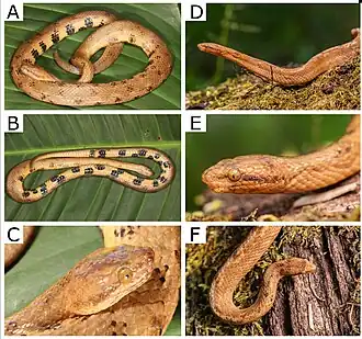 Description de l'image Head-views-of-Tropidophis-cacuangoae-sp-nov-in-life-A-C-holotype-DHMECN-16725.jpg.