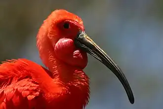 Guará
