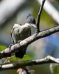 Mâle, parc national de Kaeng Krachan, Thaïlande