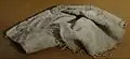 Tissu d'asbeste