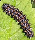 Chenille