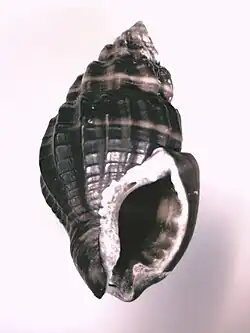 Hebra corticata
