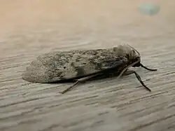 Imago en vue latérale.