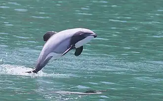 Un dauphin d'Hector