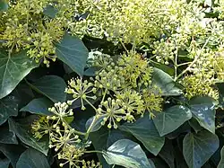 Lierre grimpant en fleurs.
