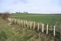 11. Nouvelle haie prolongeant une existante(double rangée plantée en quinconce).