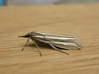 Description de l'image Hednota bivittella.jpg.
