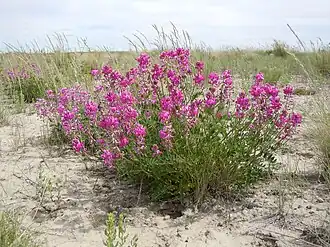 Hedysarum boreale dans l'Idaho (États-Unis).