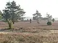 La lande de Tiefental