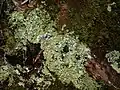 Icmadophila ericetorum