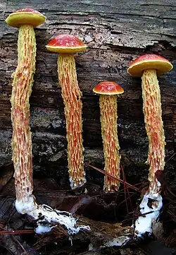 Heimioporus betula